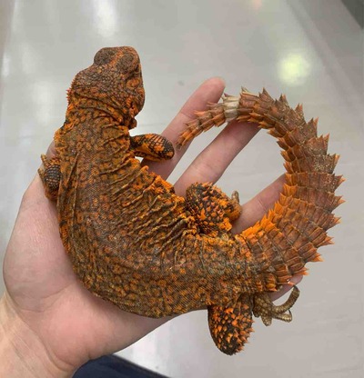 FullSizeRender