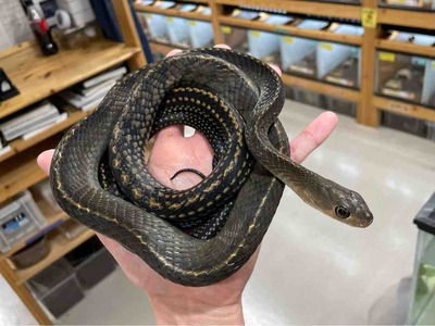FullSizeRender
