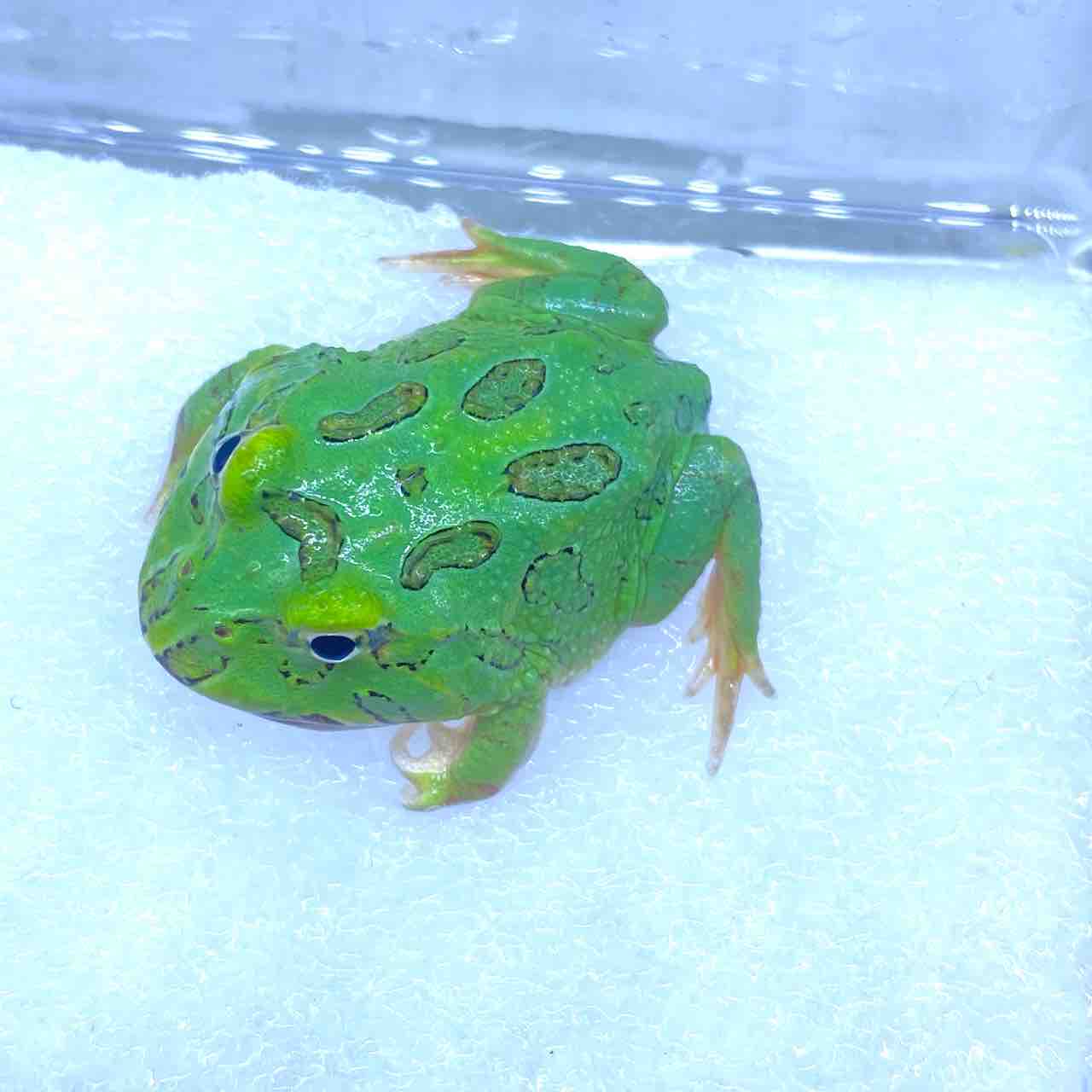1階 新入荷生体 ～沢山来ております！～ : 爬虫類倶楽部