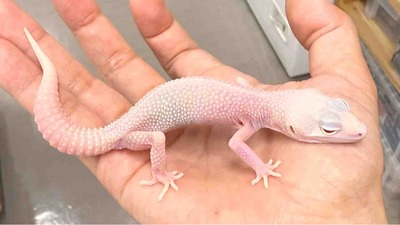 FullSizeRender