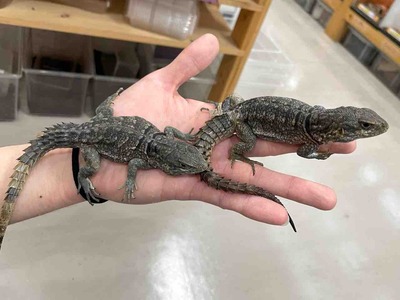 FullSizeRender