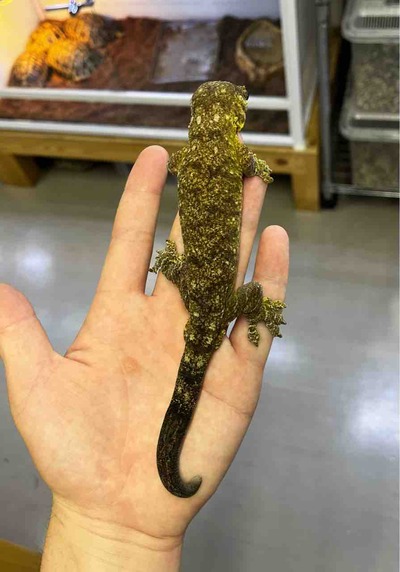 FullSizeRender