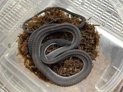 2階新入荷 ヘビ、トカゲ、カメ : 爬虫類倶楽部