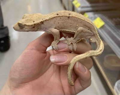 FullSizeRender