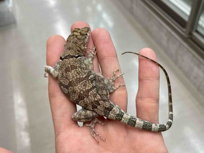 FullSizeRender