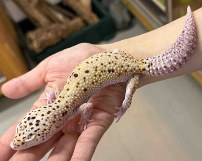 FullSizeRender