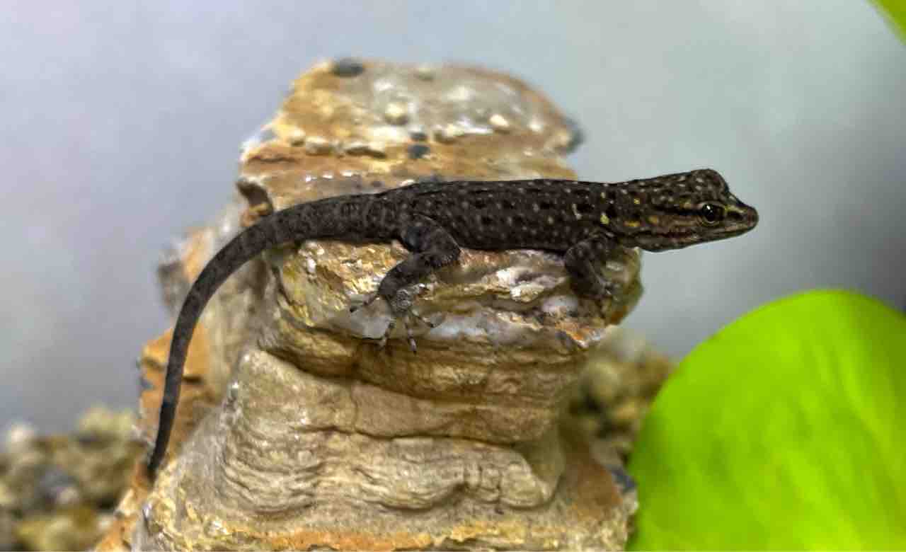 2F 叫べ刹那のMelody : 爬虫類倶楽部