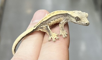 FullSizeRender
