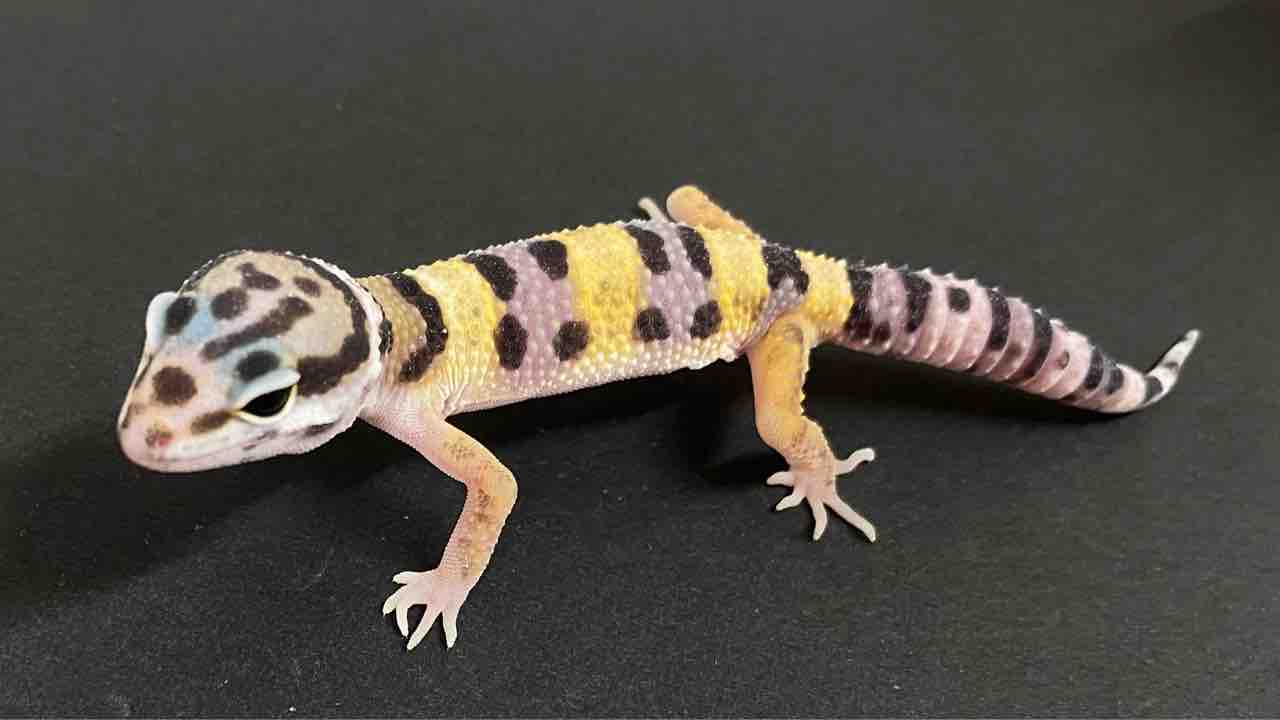 レオパ新着】ジョンマック&スティーブ便+α : 爬虫類倶楽部