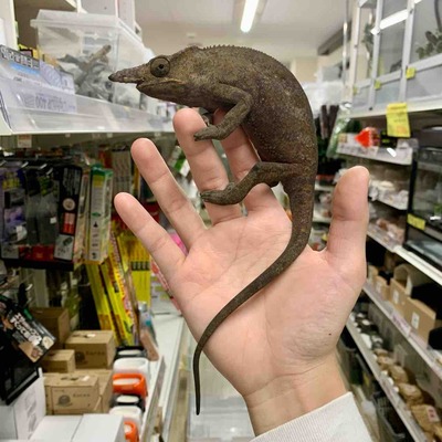 FullSizeRender