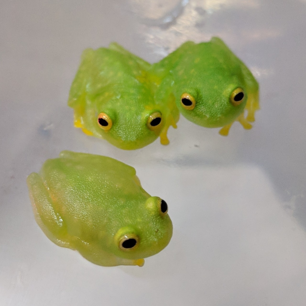 爬虫類倶楽部カメとカエル新入荷！モリイシガメやグミガエルなど！ livedoor Blog（ブログ）