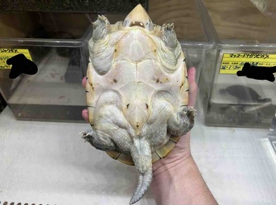 FullSizeRender