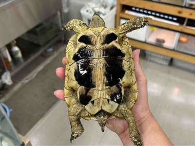 FullSizeRender
