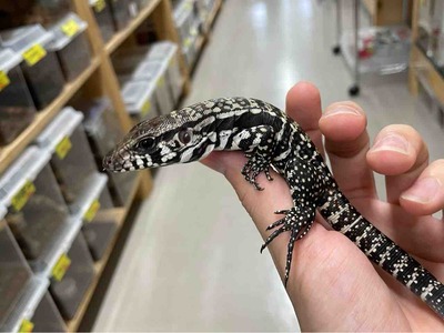 FullSizeRender