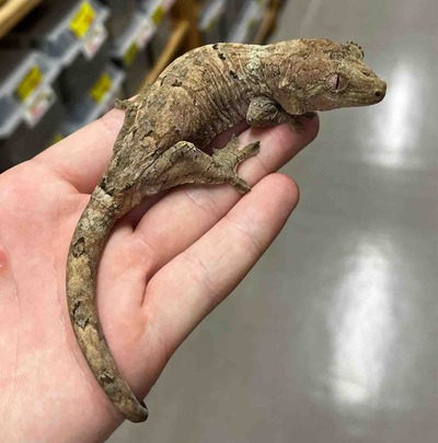 FullSizeRender