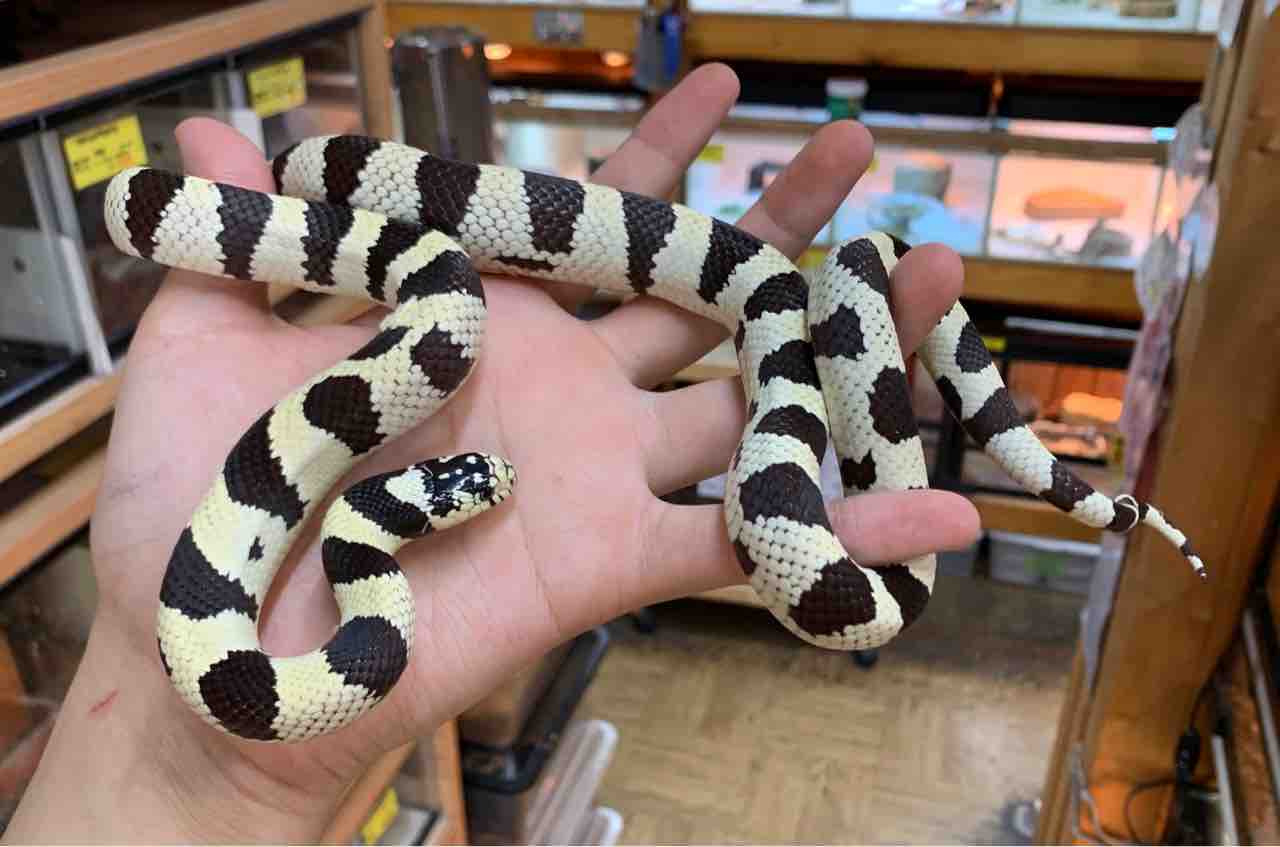 バラマダラ カリキンやクレスなど 二階新入荷 爬虫類倶楽部 バラマダラ カリキンやクレスなど 二階新入荷 爬虫類倶楽部