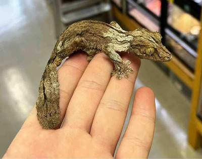 FullSizeRender