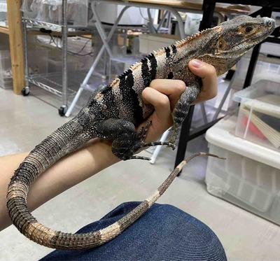 FullSizeRender