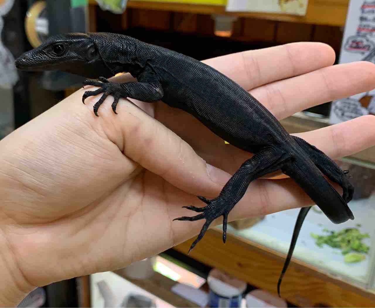 新入荷 メラニサルバやヒバカリ 爬虫類倶楽部 新入荷 メラニサルバやヒバカリ 爬虫類倶楽部