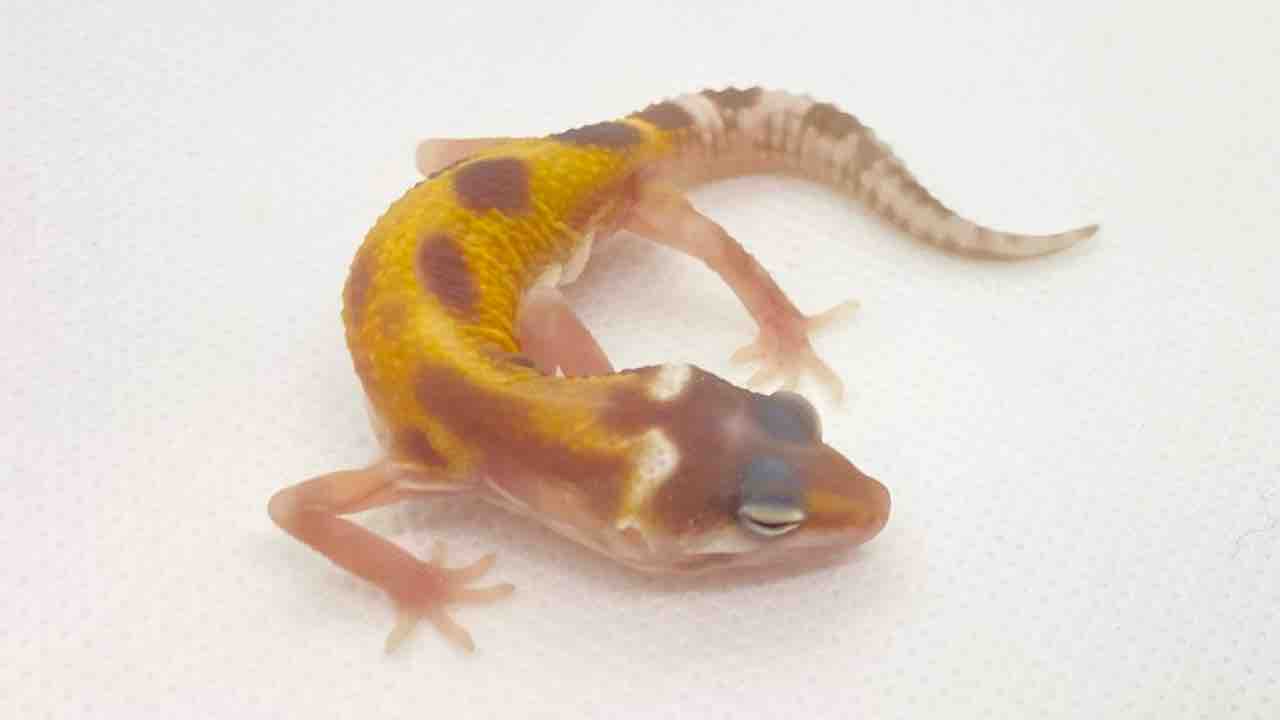 レオパ新着 】タンジェリン系+α ベビーたくさん来てます