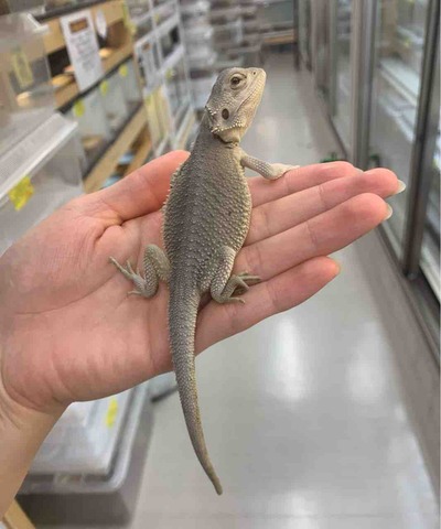 FullSizeRender