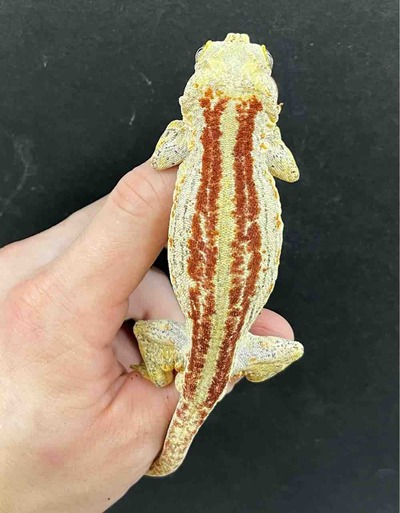 FullSizeRender