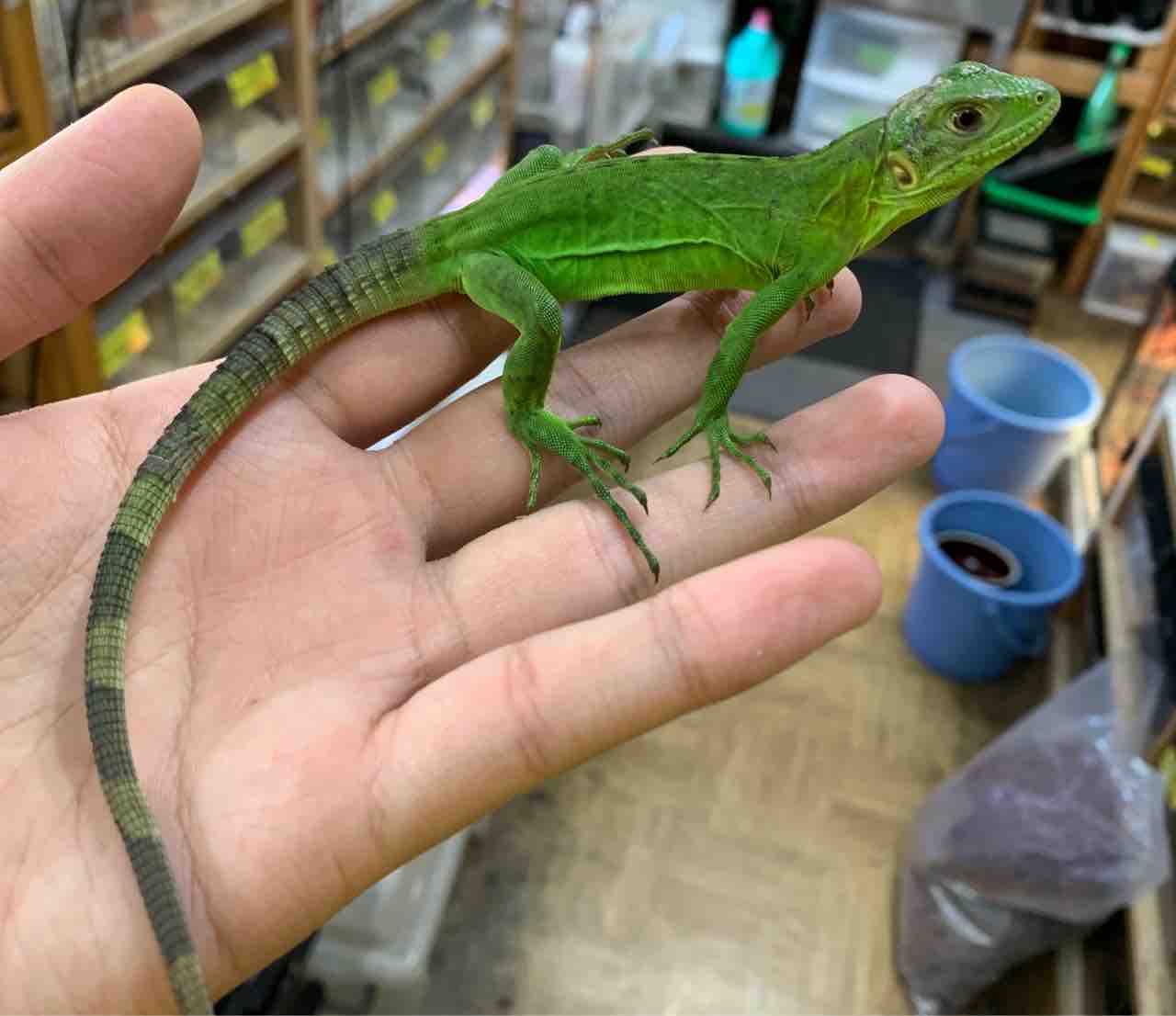 トゲオイグアナやボール カラバリアなど トカゲ ヘビ新入荷 爬虫類倶楽部 トゲオイグアナやボール カラバリアなど トカゲ ヘビ新入荷 爬虫類倶楽部