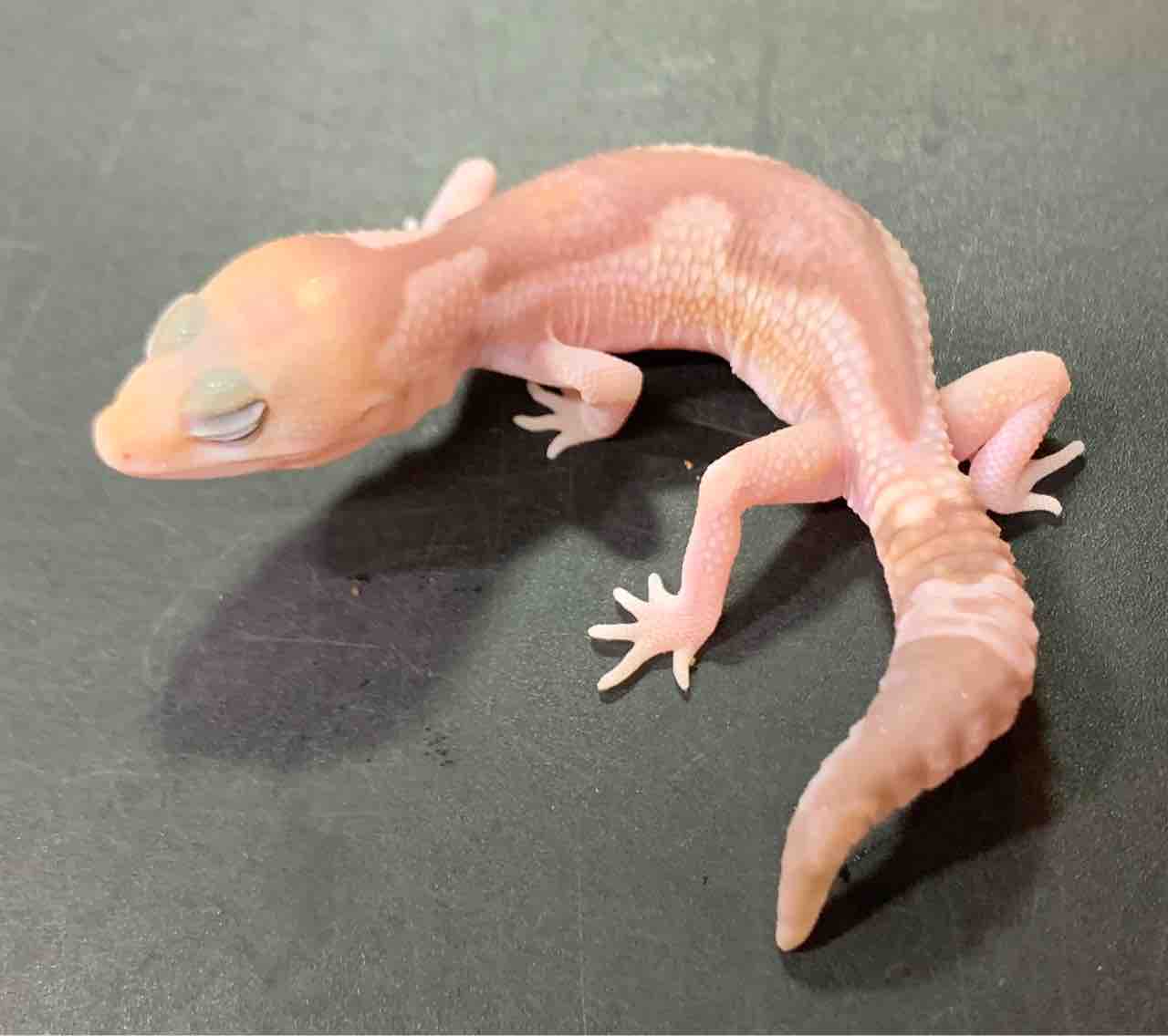 スティーブ便入荷！レオパ、ニシアフ！ : 爬虫類倶楽部