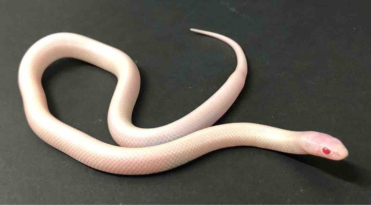 ３ｆ新入荷 日本初入荷 刮目せよ黒いアイツのアレ 爬虫類倶楽部