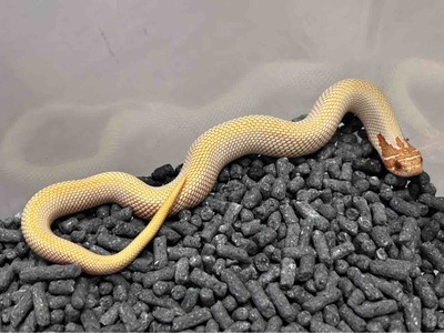 FullSizeRender