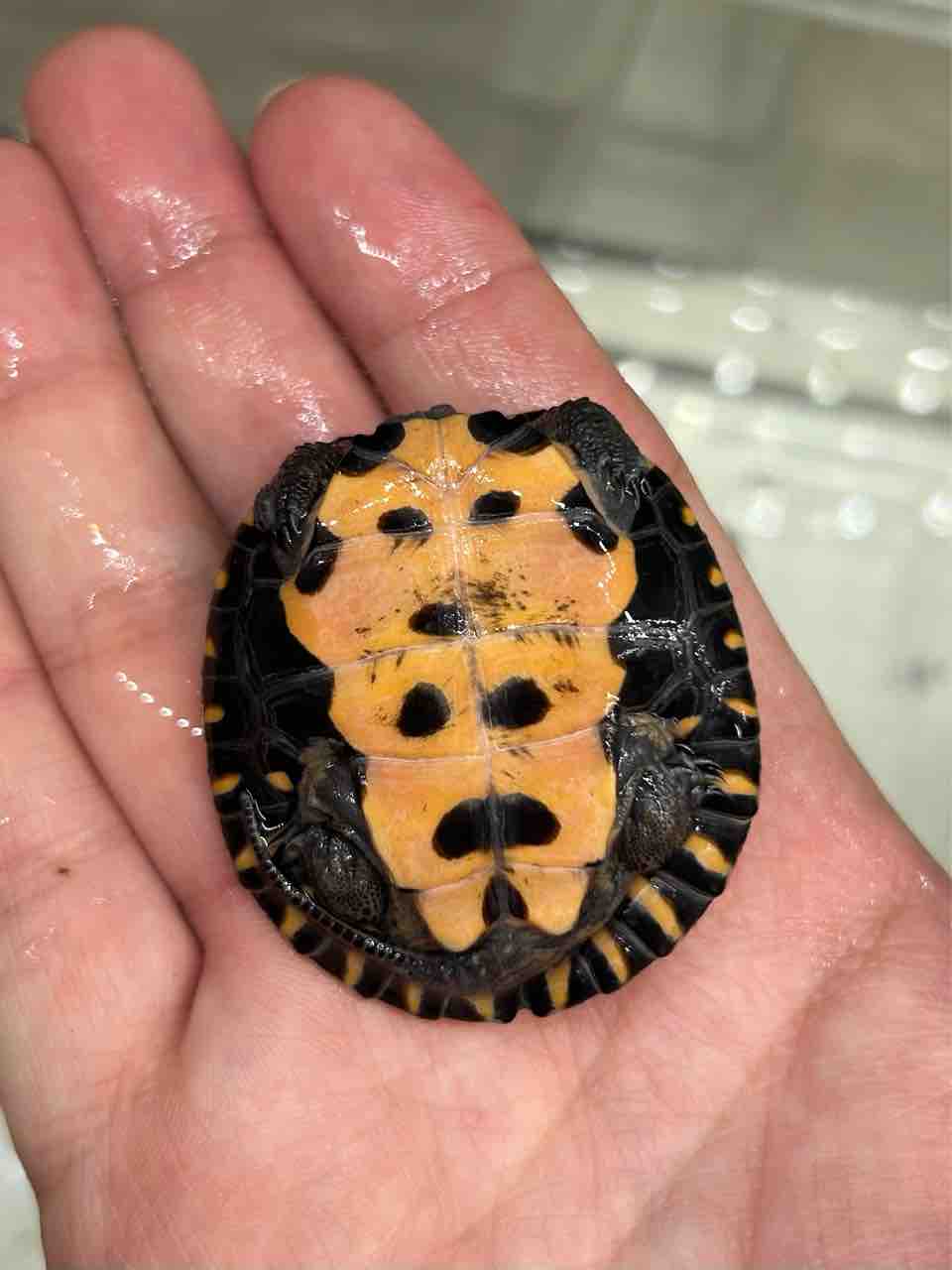 初の在庫紹介！俺の担当はカメだーー！！ : 爬虫類倶楽部