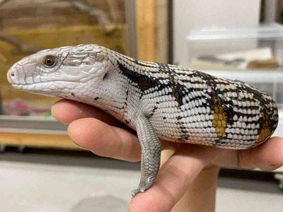 FullSizeRender