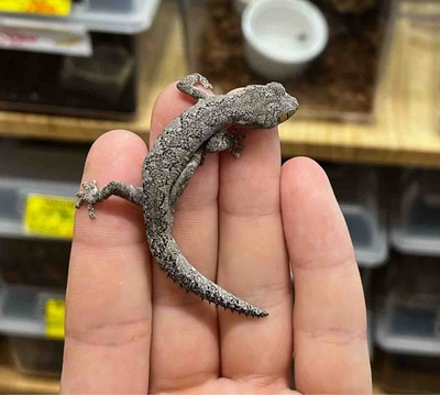 FullSizeRender