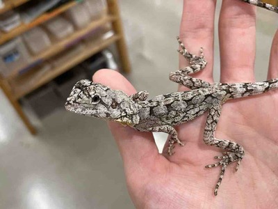 FullSizeRender