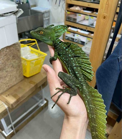 FullSizeRender
