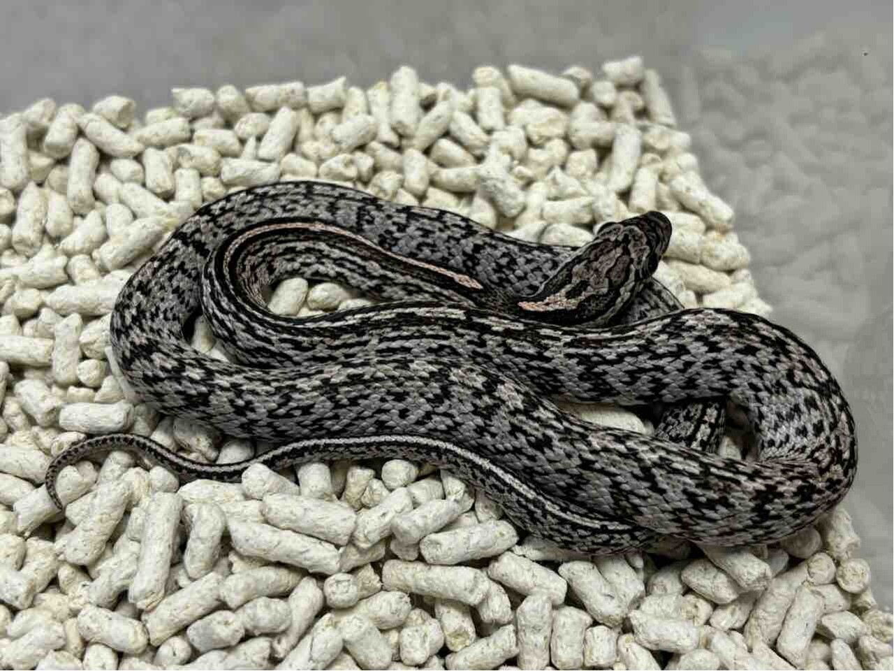 3Fヘビ新入荷＆コーンスネーク在庫紹介！ : 爬虫類倶楽部