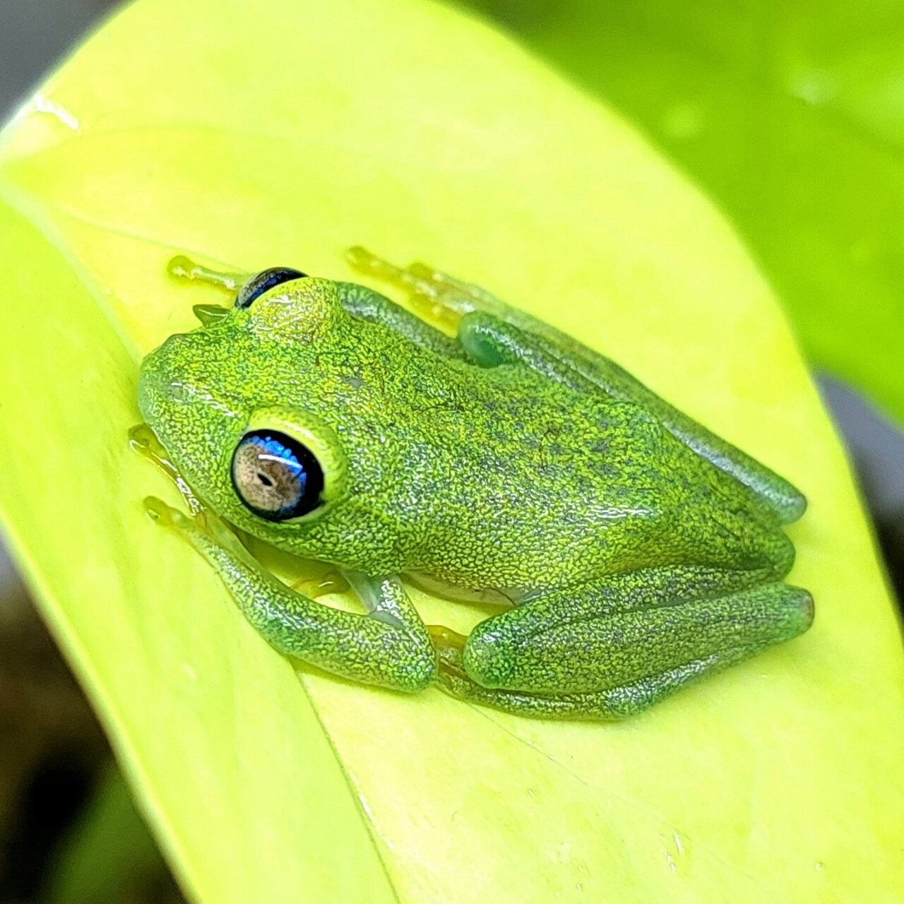 1階 両生類 待ちに待ったマダガスカル便 : 爬虫類倶楽部