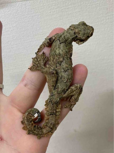 FullSizeRender
