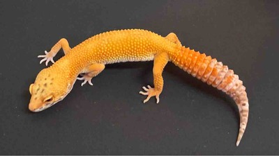 FullSizeRender