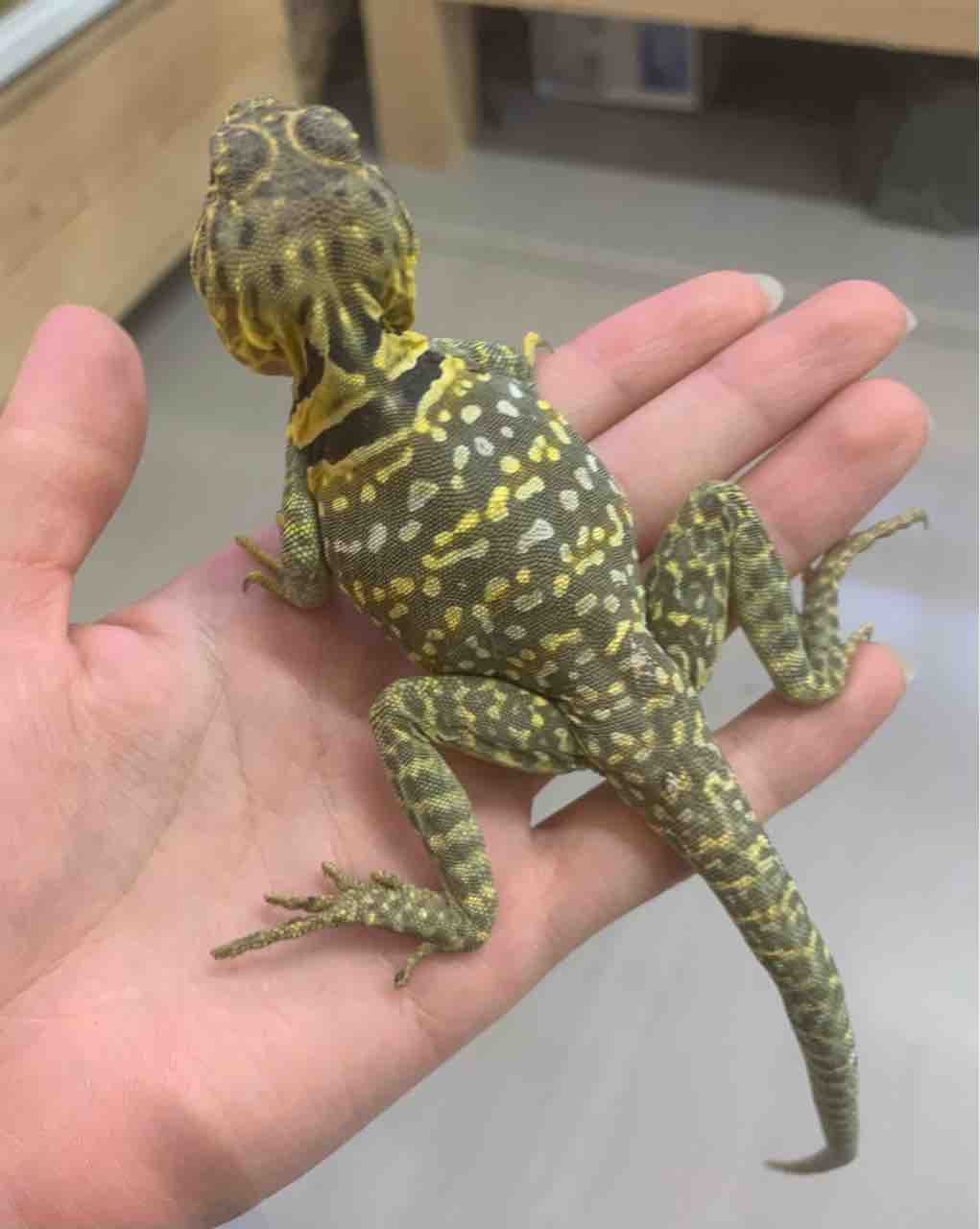 ２fクビワトカゲ来てます 爬虫類倶楽部