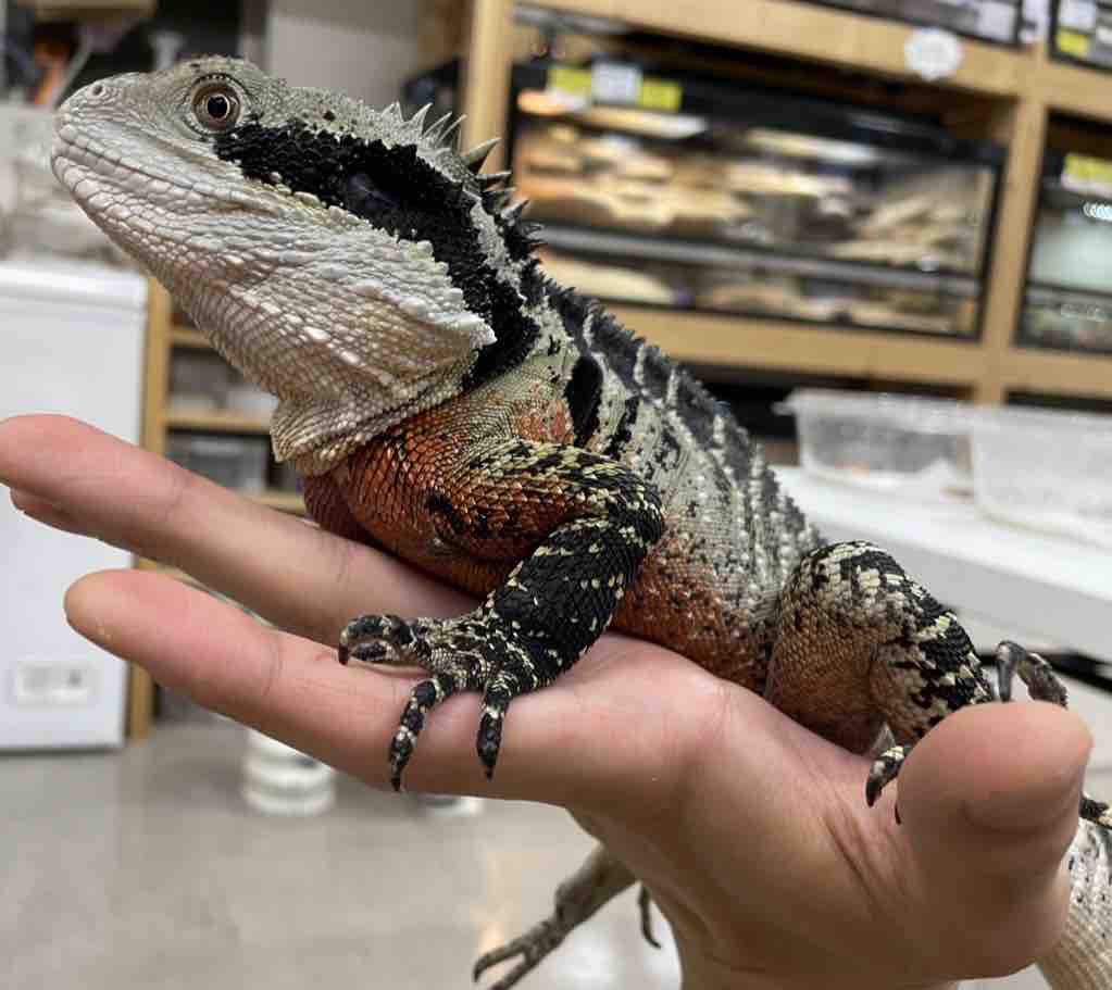 新着きてます、きてます！！🕶️ : 爬虫類倶楽部