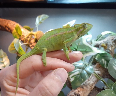 ☆引取り限定☆ ついて行き 爬虫類 ケージ カメレオン