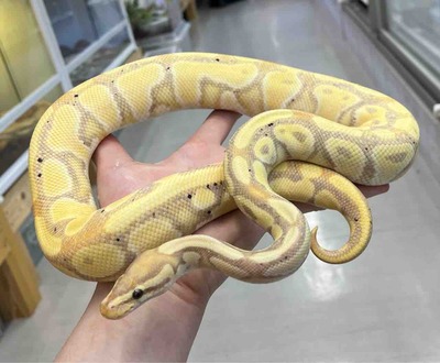 FullSizeRender