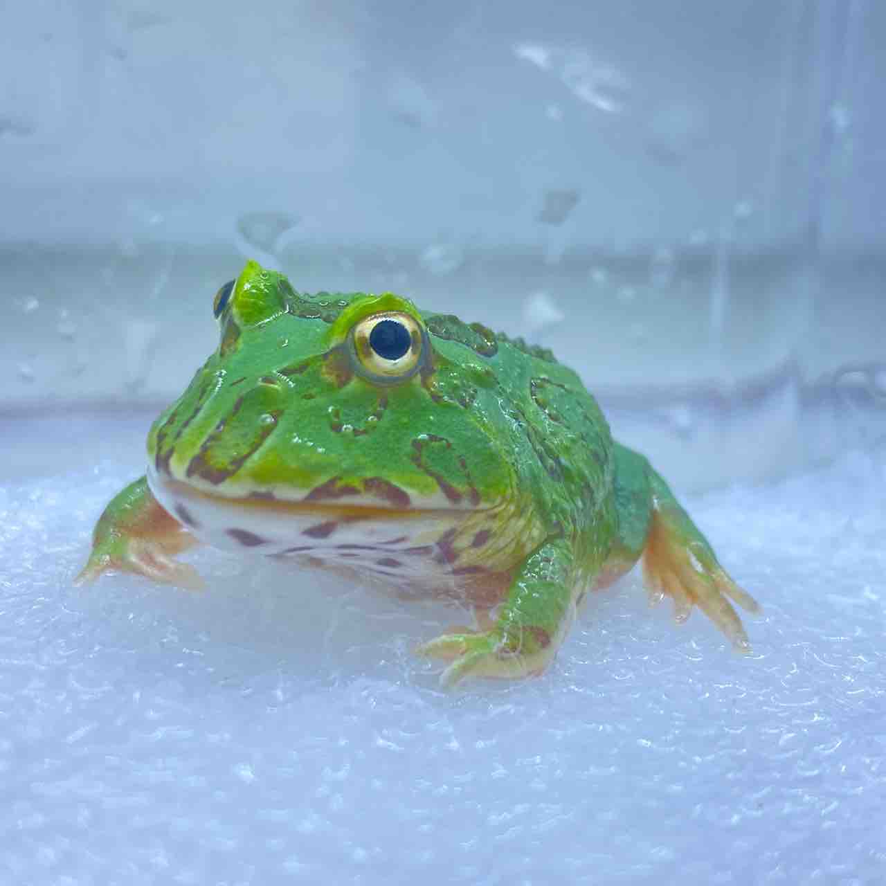 ガマガエルページ カレンダー2023 FROGS! (月めくり/壁掛け) (ヤマケイカレンダー2023