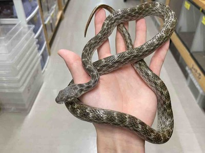 FullSizeRender