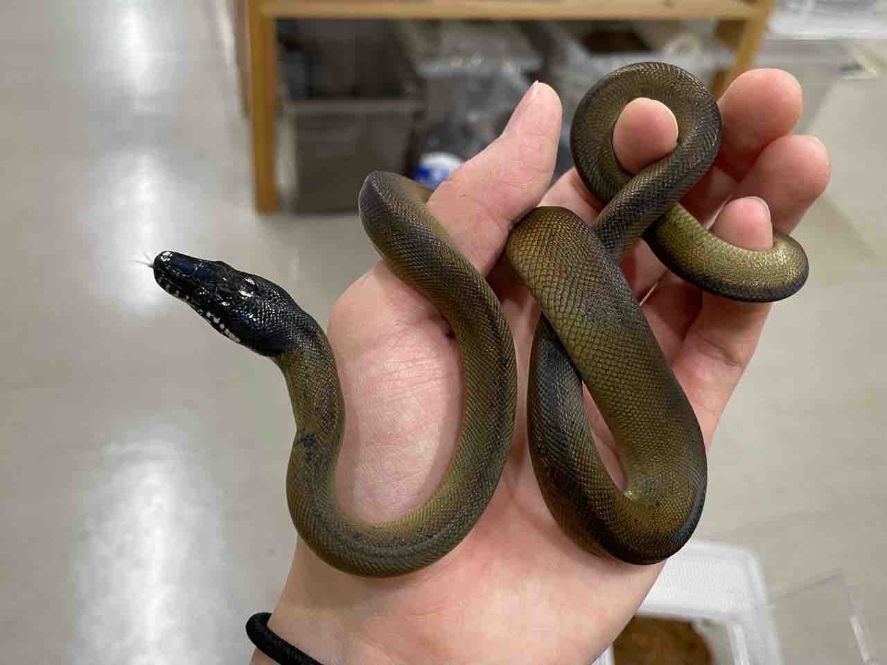 今週の2階新入荷 ヘビ、トカゲ : 爬虫類倶楽部 今週の2階新入荷 ヘビ、トカゲ : 爬虫類倶楽部