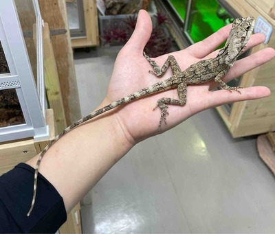 FullSizeRender