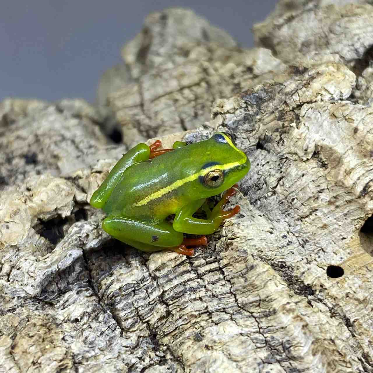 1階 入荷情報 ～カエル～ : 爬虫類倶楽部
