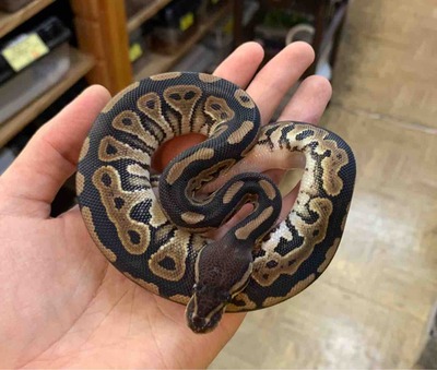 FullSizeRender