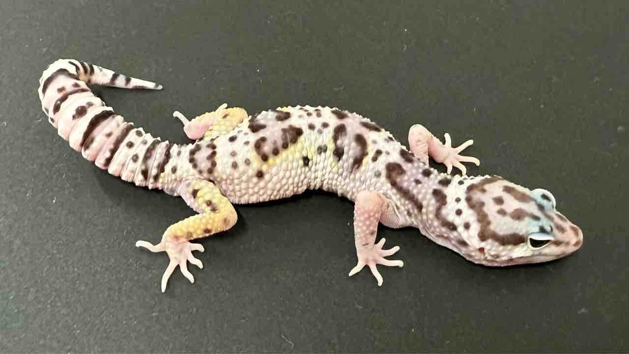 レオパ野郎 レオパ新入荷】スティーブ便＋α : 爬虫類倶楽部